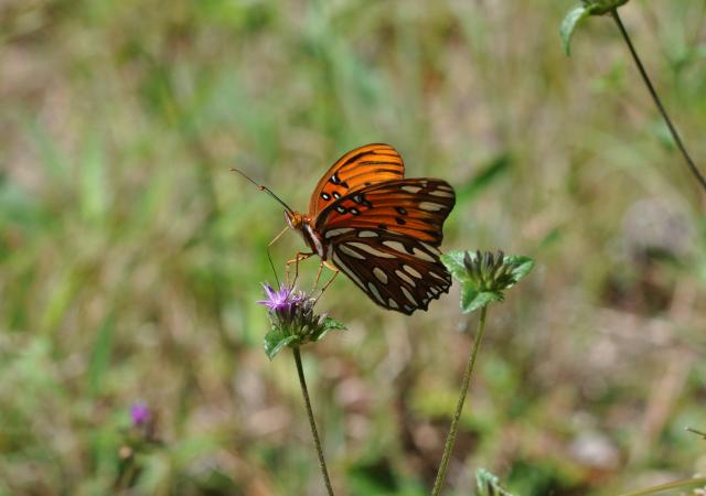 Gulf+Fritillary (<I>Agraulis vanillae</I>), Goose Creek State Park, North Carolina, United States