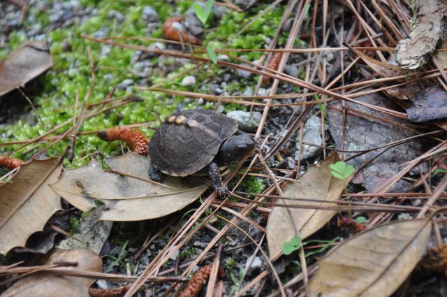 Eastern+Box+Turtle (<I>Terrapene carolina</I>), Goose Creek State Park, North Carolina, United States