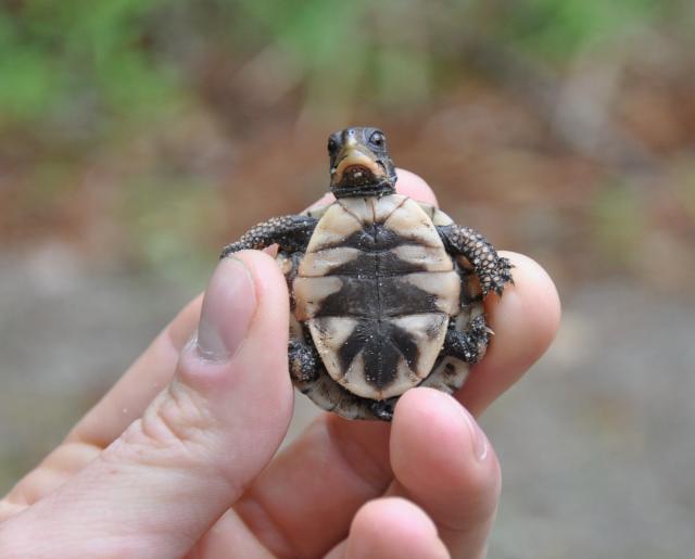 Eastern+Box+Turtle (<I>Terrapene carolina</I>), Goose Creek State Park, North Carolina, United States