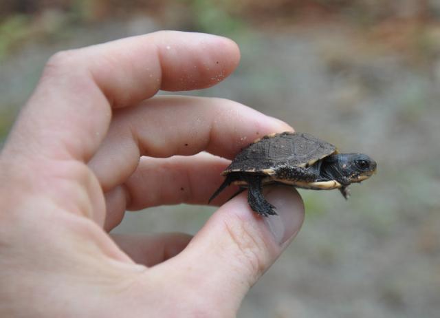 Eastern+Box+Turtle (<I>Terrapene carolina</I>), Goose Creek State Park, North Carolina, United States