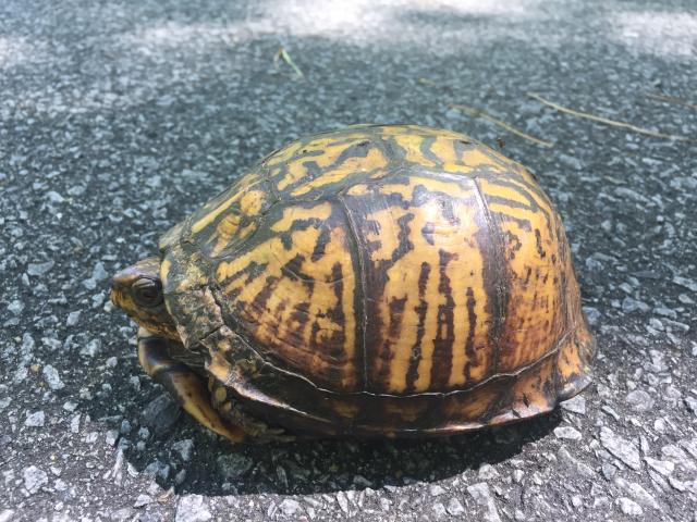 Eastern+Box+Turtle (<I>Terrapene carolina</I>), Goose Creek State Park, North Carolina, United States