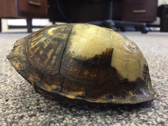 Eastern+Box+Turtle (<I>Terrapene carolina</I>), Goose Creek State Park, North Carolina, United States