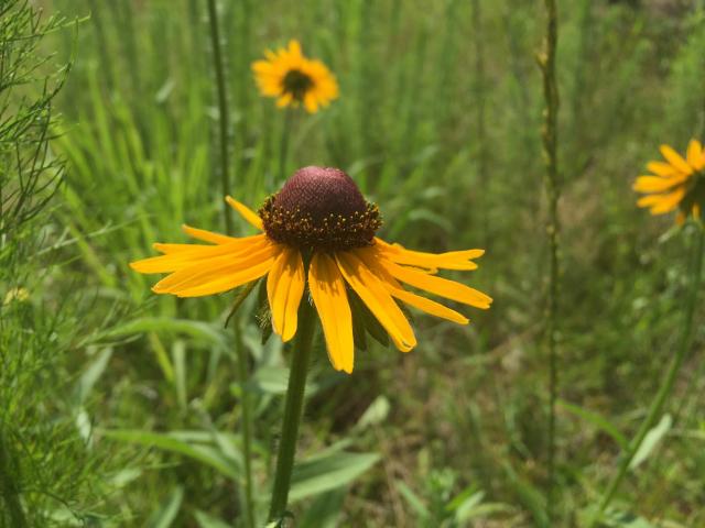 Black-eyed+Susan (<I>Rudbeckia hirta</I>), Goose Creek State Park, North Carolina, United States