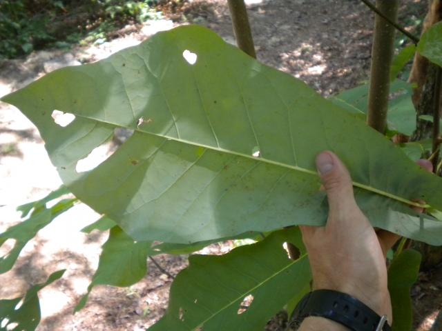 Fraser+Magnolia (<I>Magnolia fraseri</I>), Gorges State Park, North Carolina, United States