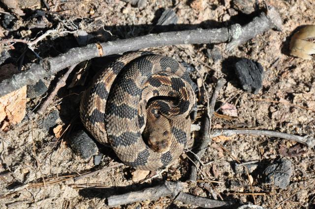 Timber+Rattlesnake (<I>Crotalus horridus</I>), Gorges State Park, North Carolina, United States
