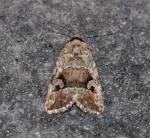 Elaphria alapallida