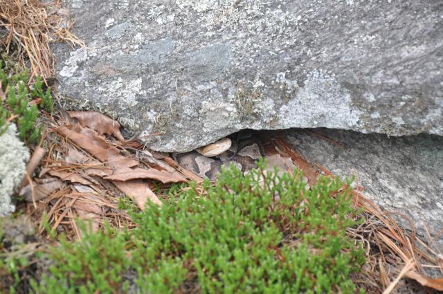 Copperhead (<I>Agkistrodon contortrix</I>), Gorges State Park, North Carolina, United States