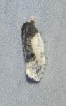Henricus edwardsiana
