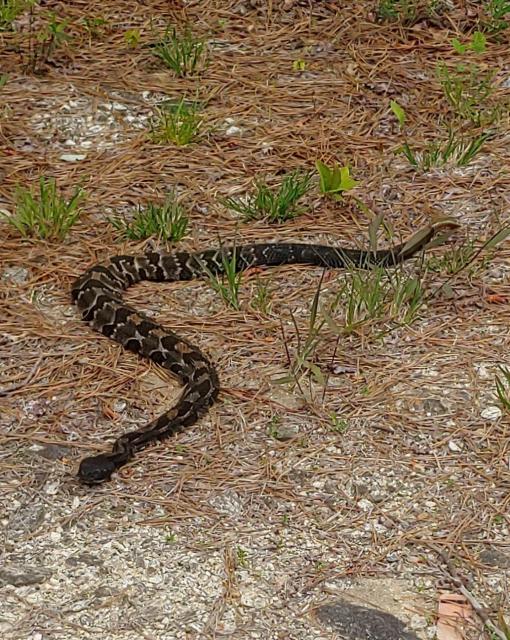 Timber+Rattlesnake (<I>Crotalus horridus</I>), Gorges State Park, North Carolina, United States
