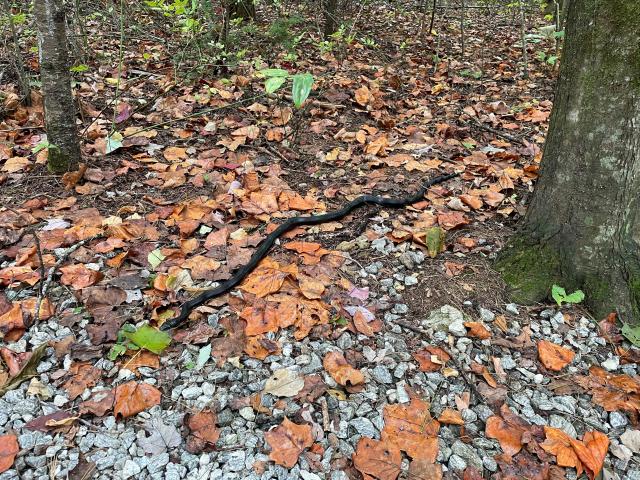 Central%2FEastern+Ratsnake+Complex (<I>Pantherophis alleghaniensis-quadrivittatus</I>), Gorges State Park, North Carolina, United States