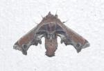 Marathyssa pulcherrimus