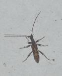 Leptorhabdium pictum