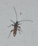 Leptorhabdium pictum