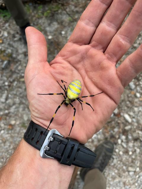 Joro+Spider (<I>Trichonephila clavata </I>), Gorges State Park, North Carolina, United States