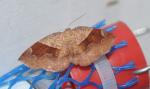 Plagodis pulveraria