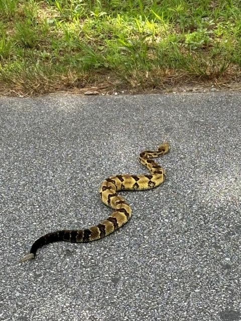 Timber+Rattlesnake (<I>Crotalus horridus</I>), Gorges State Park, North Carolina, United States