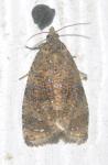 Olethreutes ferrolineana