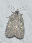 Balsa labecula