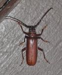 Orthosoma brunneum