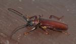 Orthosoma brunneum