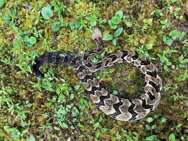 Timber+Rattlesnake (<I>Crotalus horridus</I>), Gorges State Park, North Carolina, United States