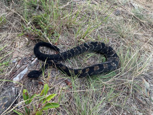Timber+Rattlesnake (<I>Crotalus horridus</I>), Gorges State Park, North Carolina, United States
