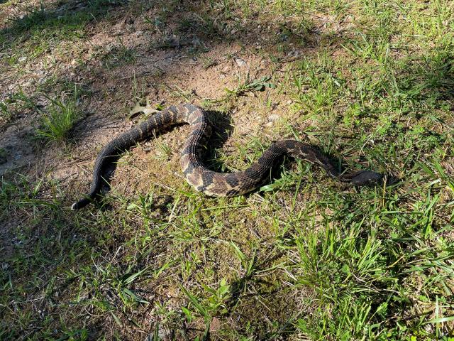 Timber+Rattlesnake (<I>Crotalus horridus</I>), Gorges State Park, North Carolina, United States
