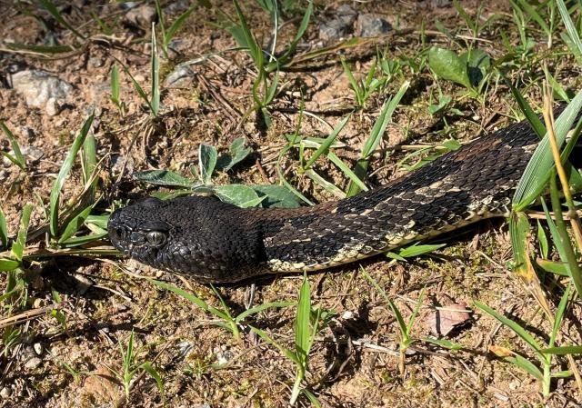 Timber+Rattlesnake (<I>Crotalus horridus</I>), Gorges State Park, North Carolina, United States