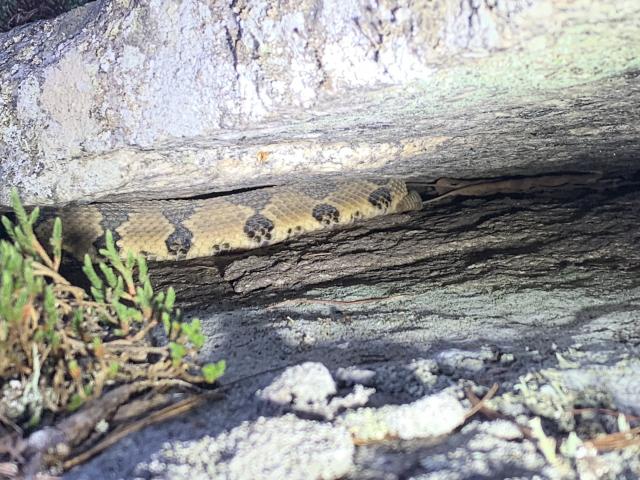 Timber+Rattlesnake (<I>Crotalus horridus</I>), Gorges State Park, North Carolina, United States