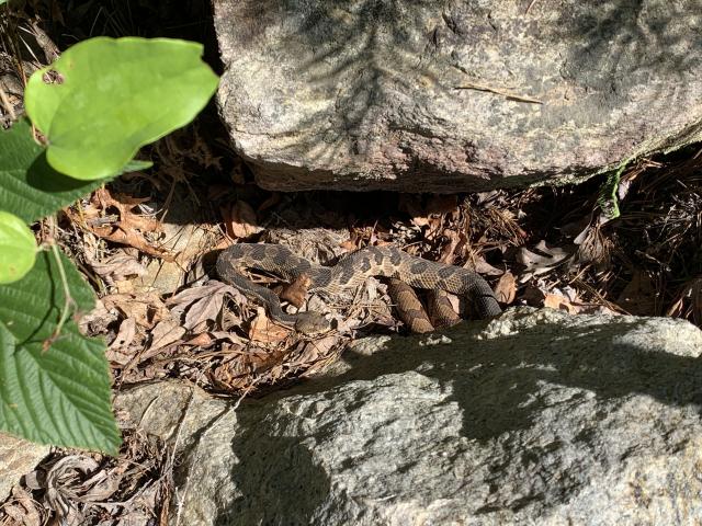 Timber+Rattlesnake (<I>Crotalus horridus</I>), Gorges State Park, North Carolina, United States