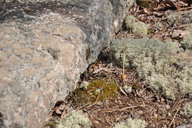 Timber+Rattlesnake (<I>Crotalus horridus</I>), Gorges State Park, North Carolina, United States