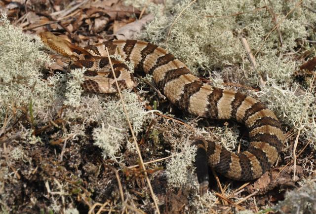 Timber+Rattlesnake (<I>Crotalus horridus</I>), Gorges State Park, North Carolina, United States