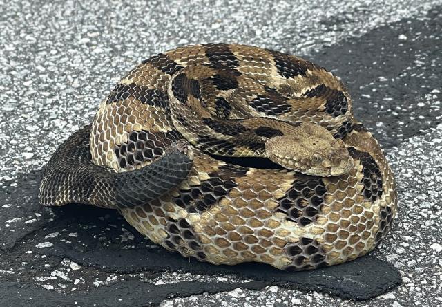 Timber+Rattlesnake (<I>Crotalus horridus</I>), Gorges State Park, North Carolina, United States
