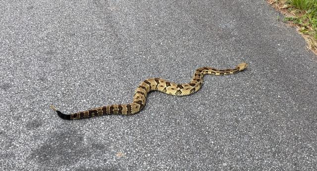 Timber+Rattlesnake (<I>Crotalus horridus</I>), Gorges State Park, North Carolina, United States