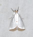 Urola nivalis