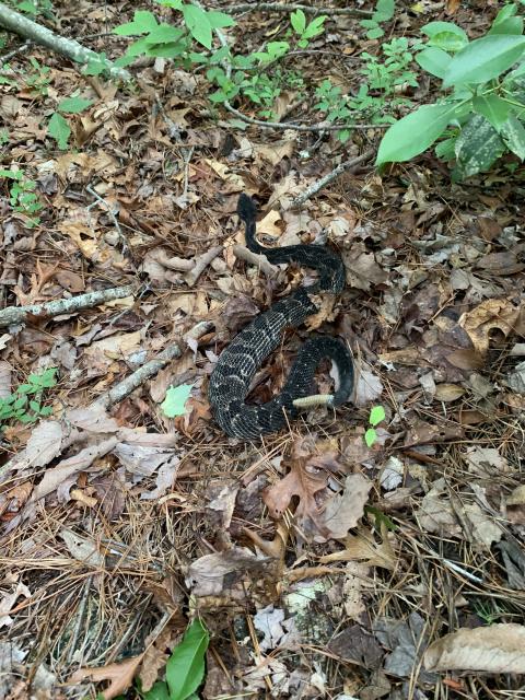 Timber+Rattlesnake (<I>Crotalus horridus</I>), Gorges State Park, North Carolina, United States
