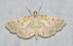 Polygrammodes flavidalis