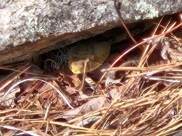 Timber+Rattlesnake (<I>Crotalus horridus</I>), Gorges State Park, North Carolina, United States