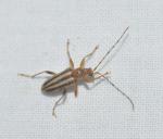 Metacmaeops vittata