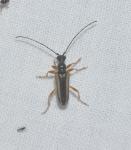 Pidonia vibex