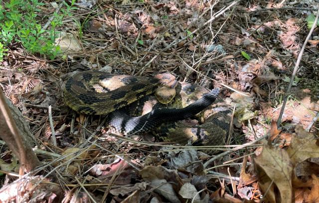 Timber+Rattlesnake (<I>Crotalus horridus</I>), Gorges State Park, North Carolina, United States