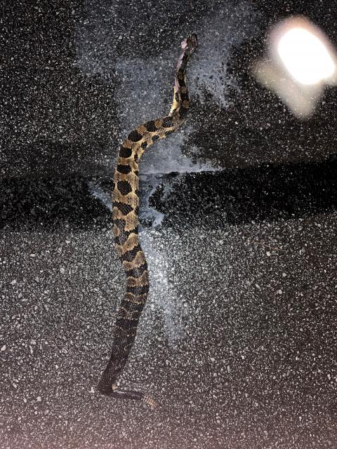 Timber+Rattlesnake (<I>Crotalus horridus</I>), Gorges State Park, North Carolina, United States