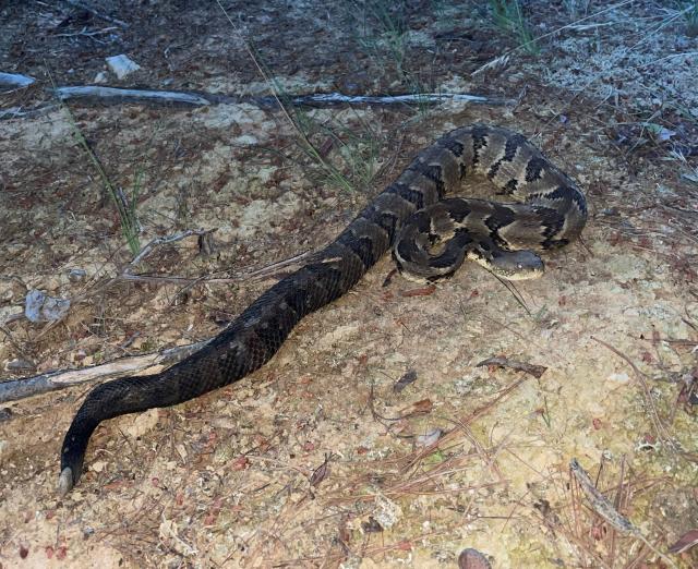 Timber+Rattlesnake (<I>Crotalus horridus</I>), Gorges State Park, North Carolina, United States