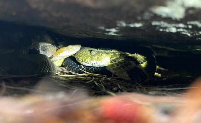 Timber+Rattlesnake (<I>Crotalus horridus</I>), Gorges State Park, North Carolina, United States