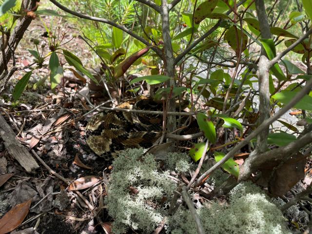 Timber+Rattlesnake (<I>Crotalus horridus</I>), Gorges State Park, North Carolina, United States