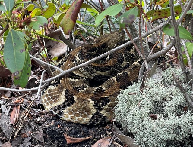 Timber+Rattlesnake (<I>Crotalus horridus</I>), Gorges State Park, North Carolina, United States