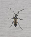 Etorofus subhamatus