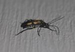 Etorofus subhamatus
