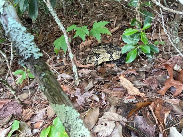 Timber+Rattlesnake (<I>Crotalus horridus</I>), Gorges State Park, North Carolina, United States