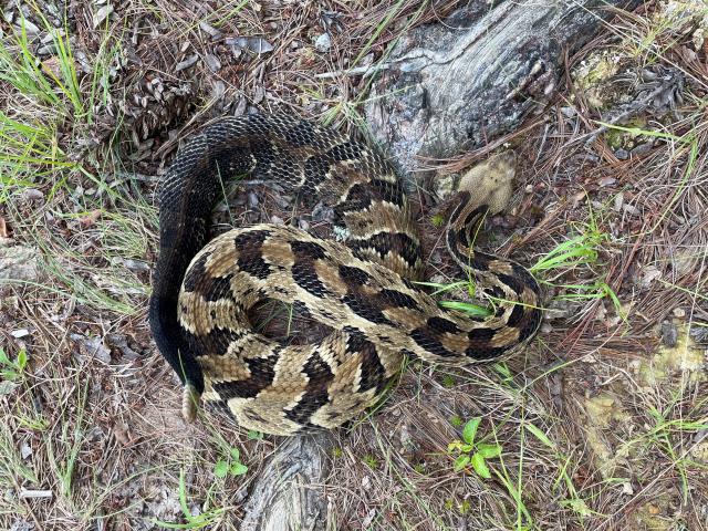 Timber+Rattlesnake (<I>Crotalus horridus</I>), Gorges State Park, North Carolina, United States